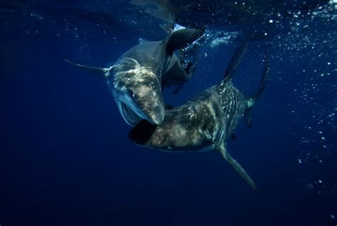 Blacktip Sharks Biting In A Mating Ritual Shark Photo