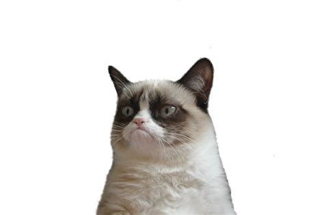 Angry Cat Png Picture Png Arts