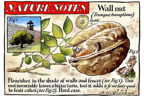 Saturday Nature Notes Cartoon Saturday Thetimes Nature Notes Wall Nut