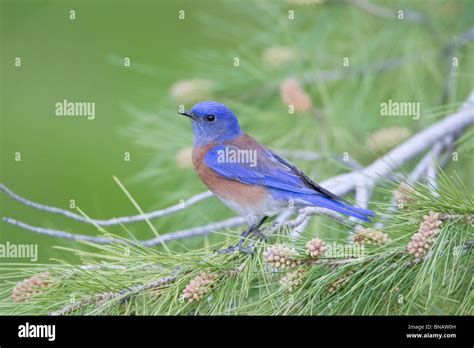 Western Bluebird Perching In Pine Tree Stock Photo Alamy