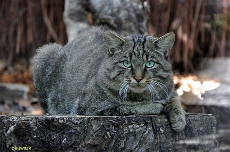 Conozcamos Más Sobre El Gato Montés Y Sus Características Animales