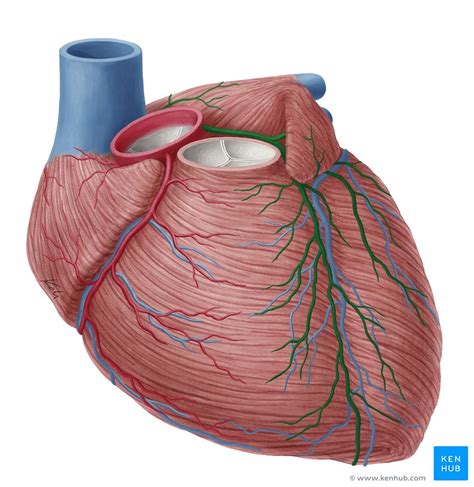 Where Coronary Arteries Located Gif