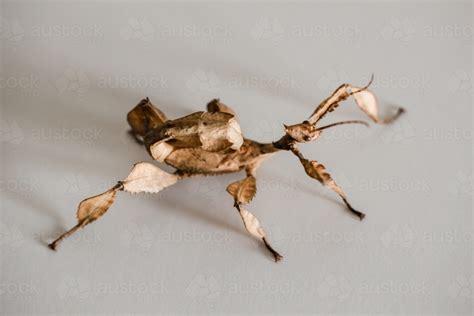 I reccomend buying a plastic or glass terrarium from your local pet store (pen pals is a great brand) if. Image of A juvenile male Australian spiny leaf insect ...