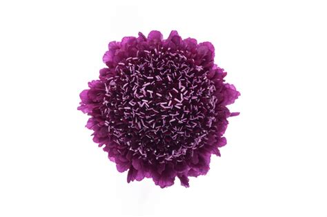 Dark Purple Scabiosa Golden Flowers