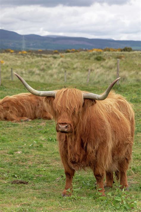 Highland Cow 1396 Photograph By Teresa Wilson