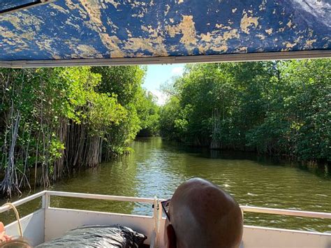 Black River Safari Cruise 2020 All You Need To Know Before You Go