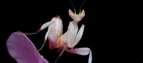The Beautiful And Stealthy Orchid Mantis Critter Science
