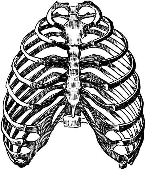 Rib Cage Drawing Thorax Clipart Etc How To Draw A Rib Cage Tattoo The