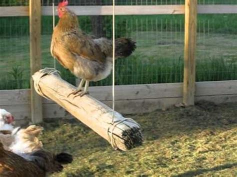 10 Diy Toys For Chickens Diy Chicken Toys Chicken Roost Chicken Coop