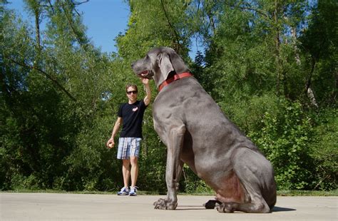 Weird Strange And Funny Worlds Tallest Dog