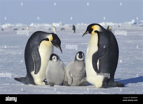 Emperor Penguins Aptenodytes Forsteri Stock Photo Alamy