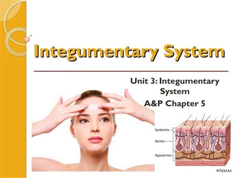 Chapter 6 Integumentary System