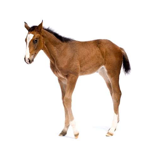 Premium Photo Foal In Front Of A White Background