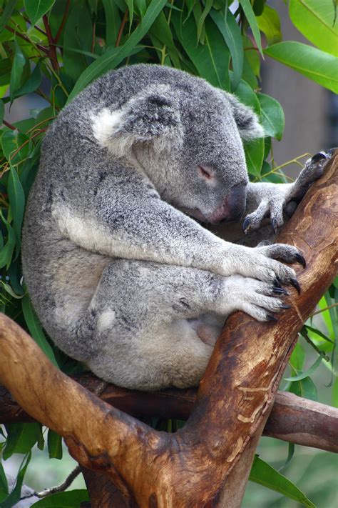 Dosyasa Sleeping Koala Vikipedi