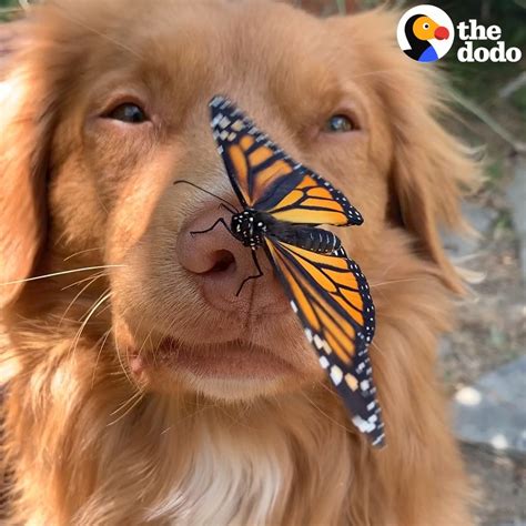 This Dog Is Best Friends With Butterflies This Dog Lets Butterflies