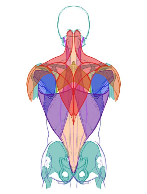 Back And Shoulder Muscle Anatomy Human Anatomy