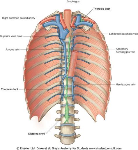 Thoracic Duct Drains