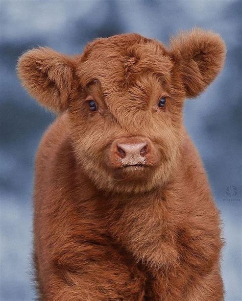 Canon Photography Incredible Cute Images Of A Highland Cattle Calf