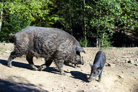 Wild Boar In Autumn Forest Stock Image Image Of Nature 150885739