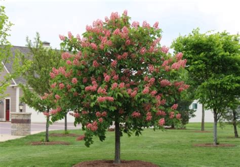 Aesculus Fort Mcnair Horse Chestnut Tree
