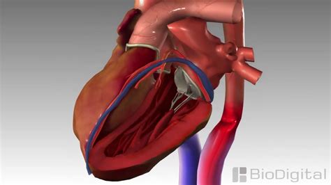 3d Medical Animation Congestive Heart Failure Youtube