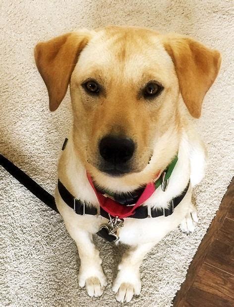 Adopt Maverick On Petfinder Labrador Retriever Retriever Dog Labrador