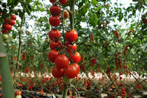 Complete Guide On How To Start Tomato Farming In Nigeria