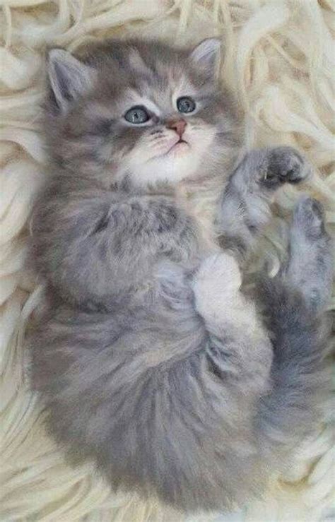 2672 Best Beautiful Cats And Kittens Images On Pinterest