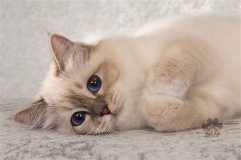 Gurushots The Worlds Greatest Photography Game Feline Kitty