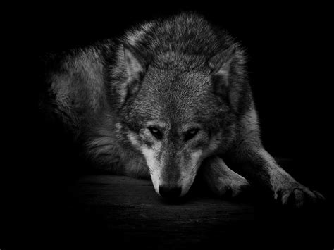 Dark Wolf Wallpapers 72 Background Pictures