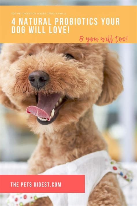 In fact, a survey done by the nih shows that they're now the 3rd most popular natural supplement taken by people. 4 of the best all natural probiotic treats for dogs in ...