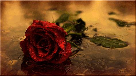 Dolcemania Red Roses Raindrops And Roses 