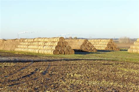 Straw After Harvest Stock Photo Image Of Haystack Field 101519582