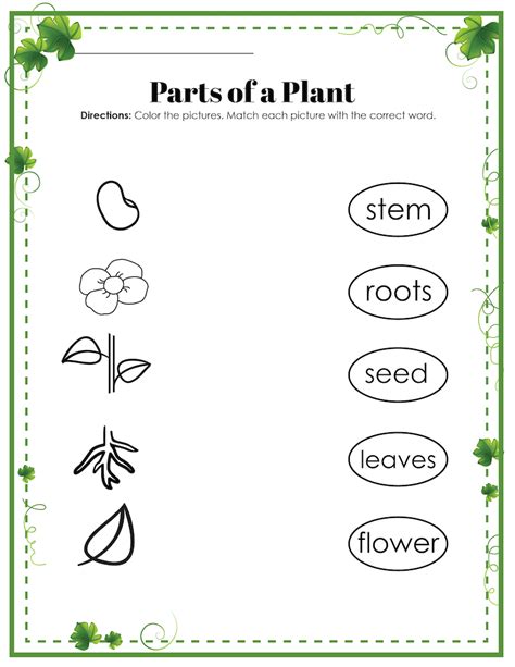 Parts Of A Plant Worksheet For Kids Free Printable