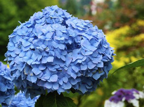 Free Photo Blue Blossom Plant Flower Close Free Image On Pixabay