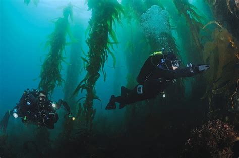 Swimming In The Forest A Kelp Diving How To Scuba Diving News Gear