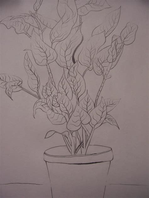 Contour Line Drawing Plant By Nari Moor On Deviantart