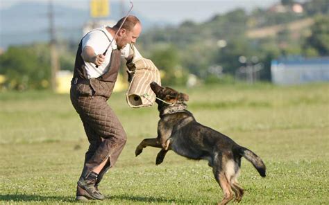 How Police Train Their Dogs