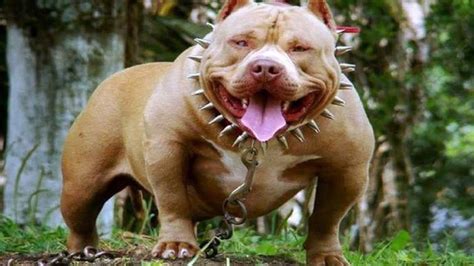Top 10 Most Aggressive Dogs In The World Ezine Posting