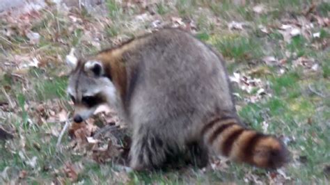 Raccoon Digging In The Middle Of The Day Youtube