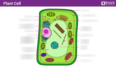 Plant Cell Structure Diagram Quizlet