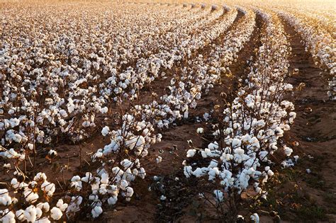 Cotton Fields Photography