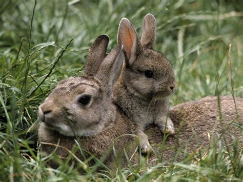 A Horse Of Course And Rabbits Too Cute Pictures Of Baby Rabbits