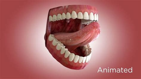 Teeth And Mouth 3d Model Animated Cgtrader