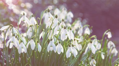 White Snowdrop Flower Field In Close Up Photography Hd Wallpaper