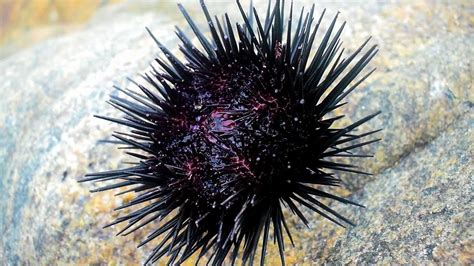 Movement Of Sea Urchins Sea Urchin Stings Youtube