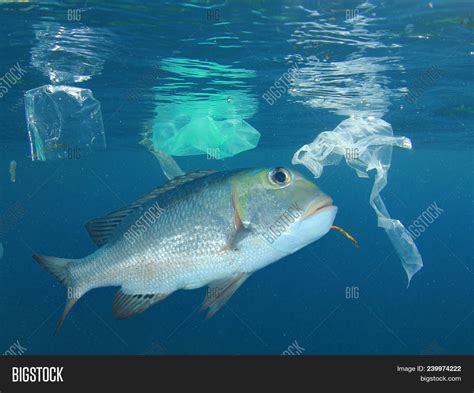 Fish Polluted Sea Image And Photo Free Trial Bigstock
