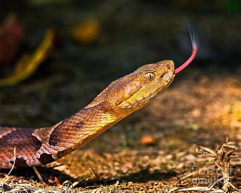 Copperhead Snake Tongue Flick Photograph By Timothy Flanigan
