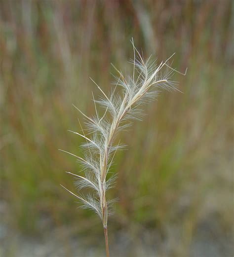 Schizachyrium Scoparium Little Bluestem Go Botany