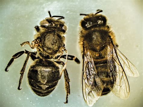 Compendiu De Apicultură Cu Informații Despre Varooza Albinelor Partea